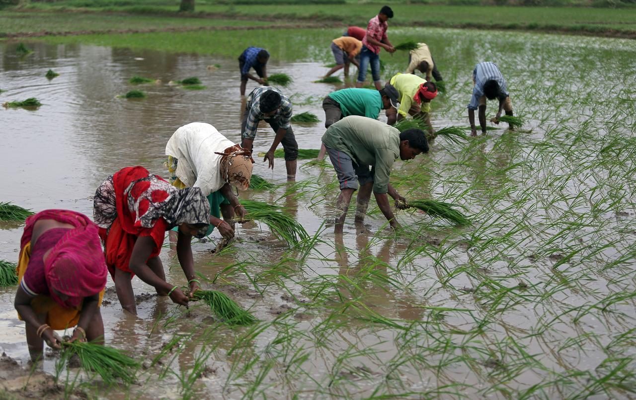 Consumers Awareness: Identifying the Quality of Rice