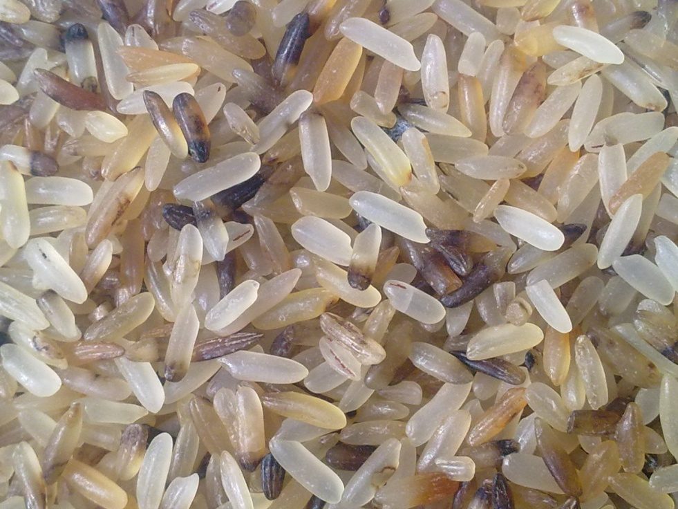 discoloured-rice