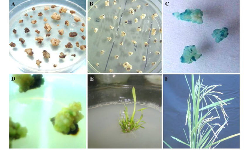 Genetic Transformation Prospects Of Rice