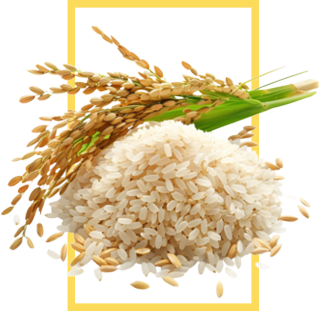 Premium Rice Product